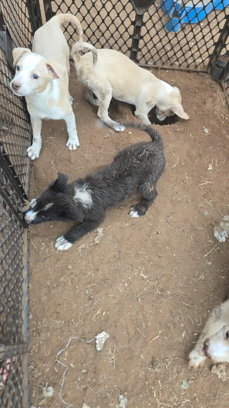 Blue Jay thumbnail 6