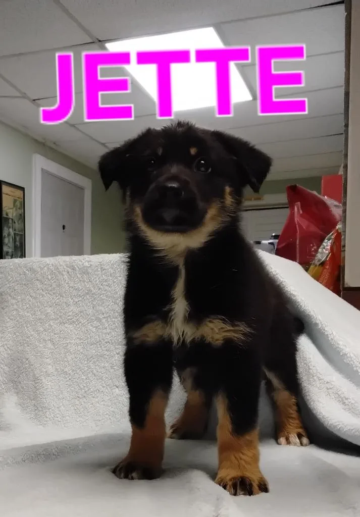 Jette