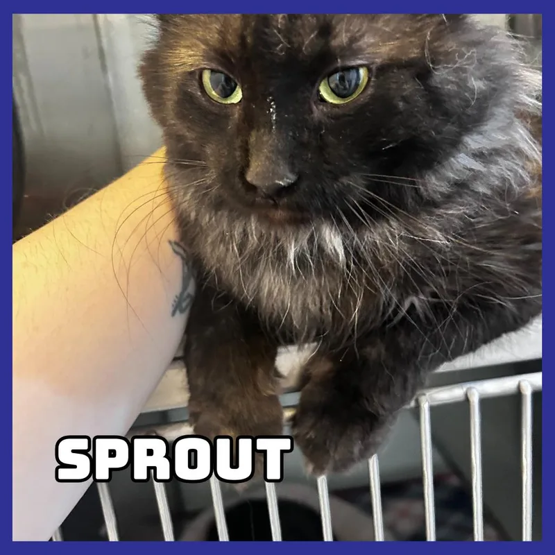 Sprout