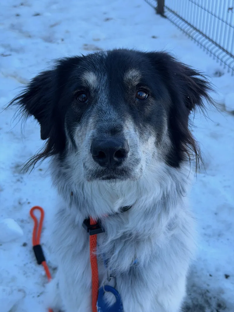 Raiyabonded With Aries