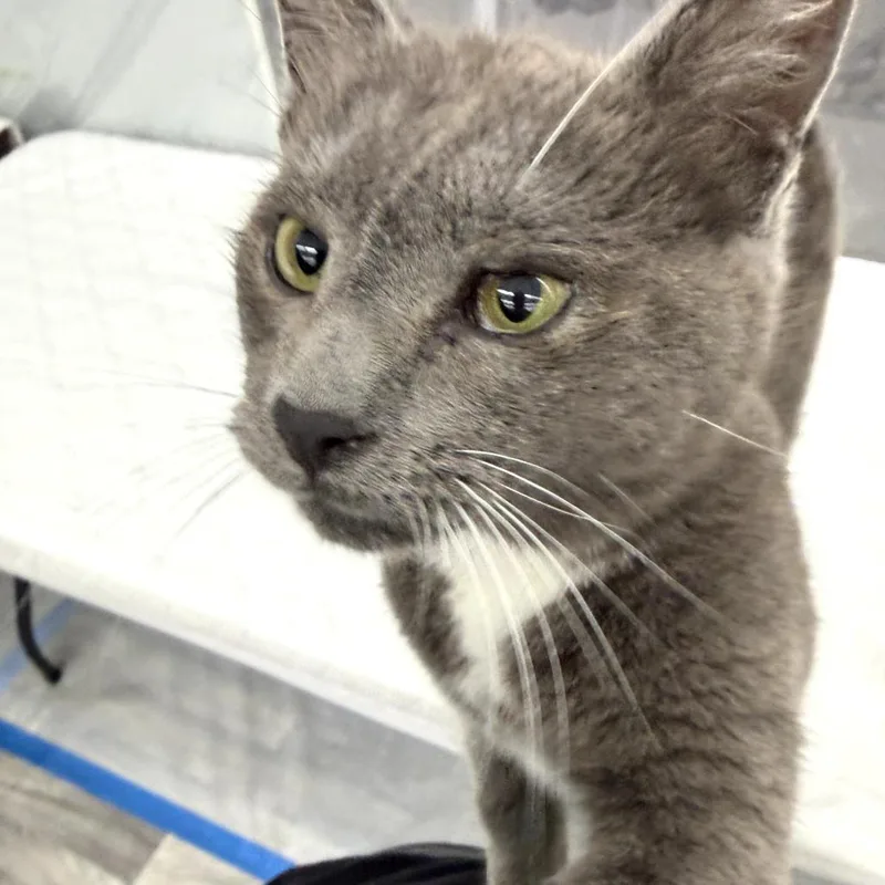 Snowball thumbnail 2