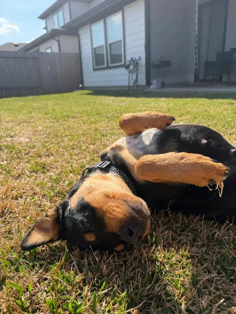 Rosa Marie thumbnail 2