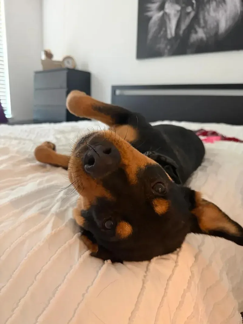 Rosa Marie thumbnail 3