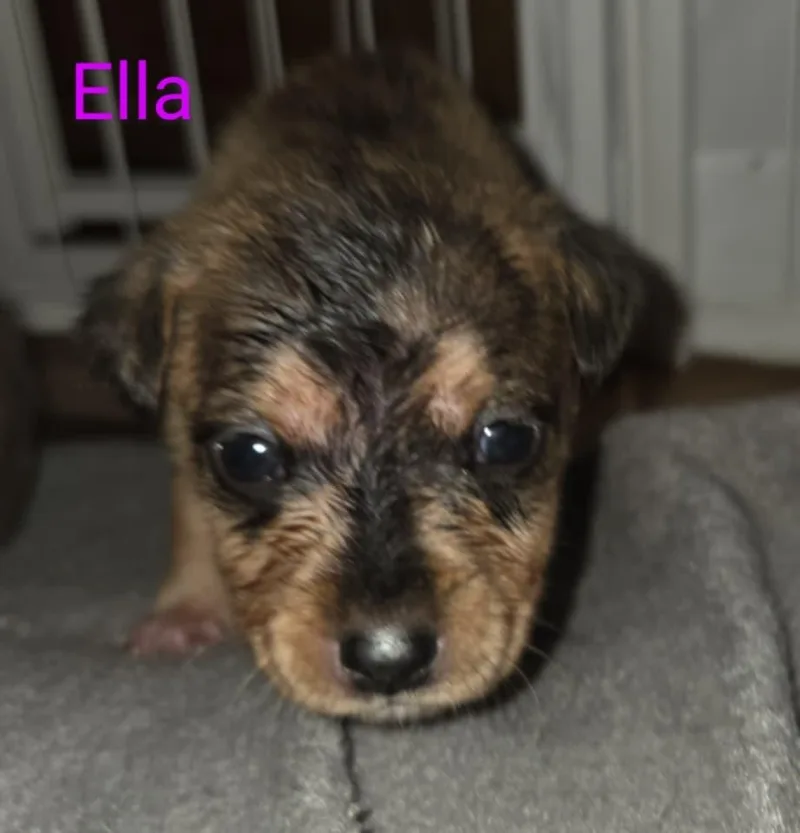 Ella $ thumbnail 3