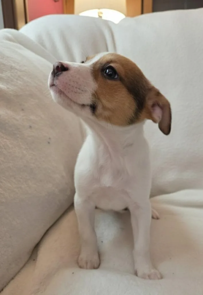 Emmylou $ thumbnail 2