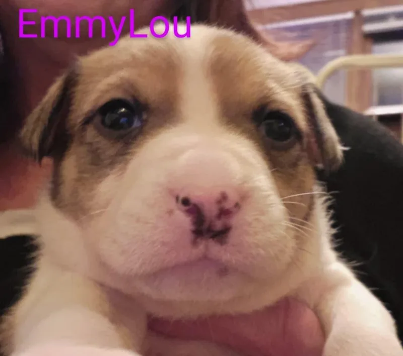 Emmylou $ thumbnail 3