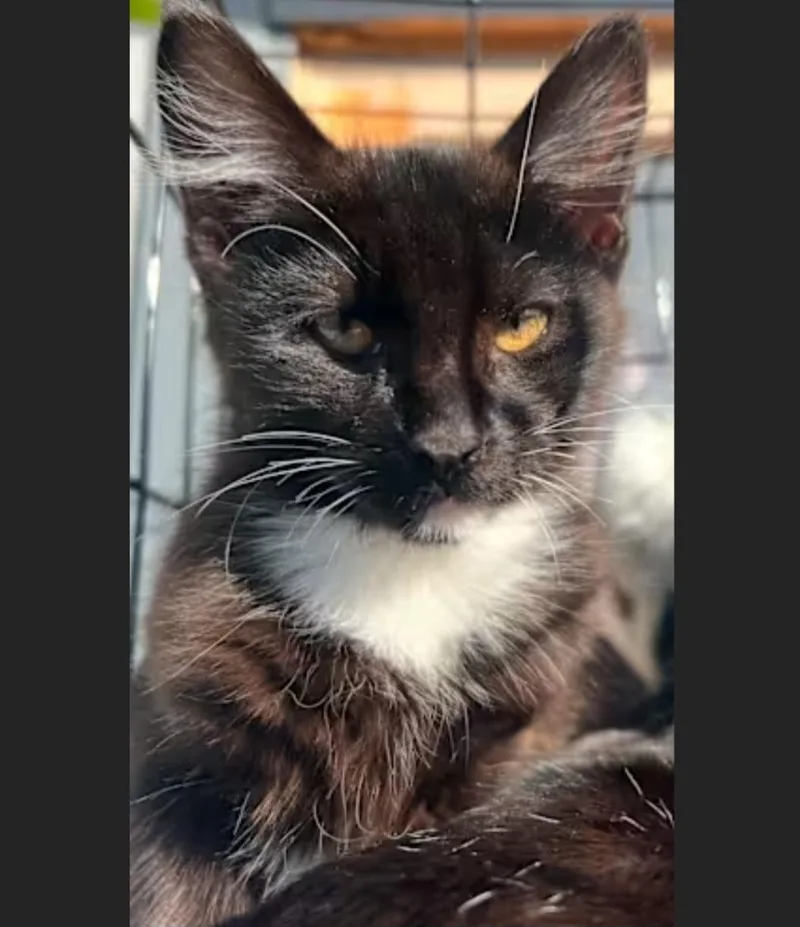 Meow Wow thumbnail 2