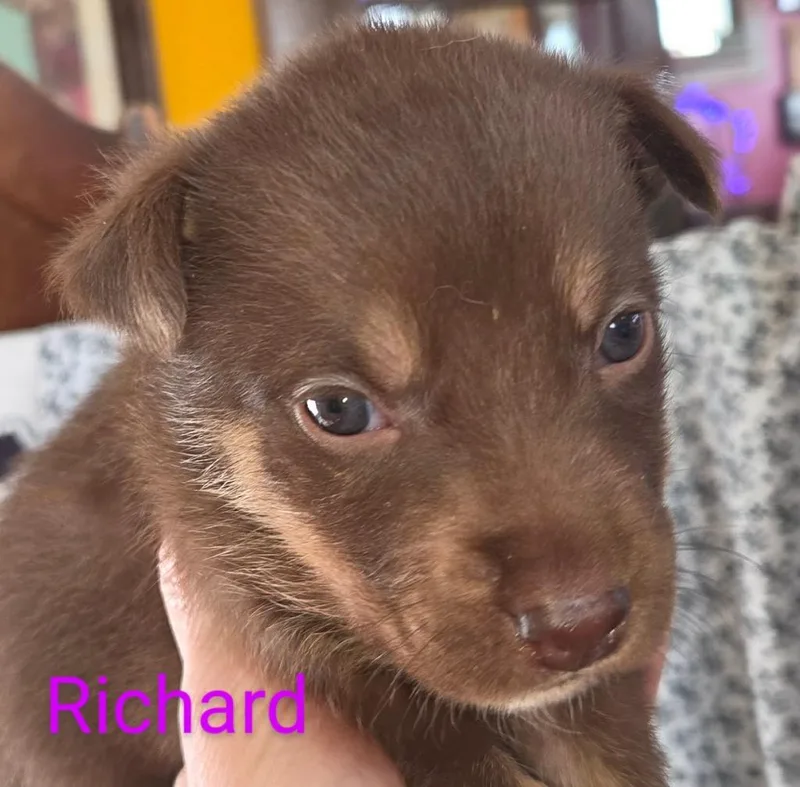 Richard $ thumbnail 2