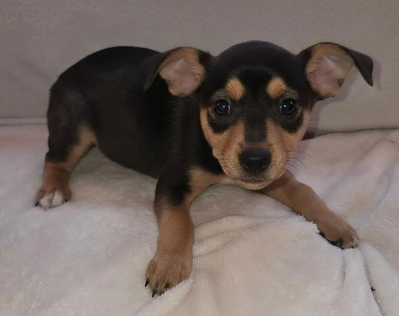 Rosetta $ thumbnail 2