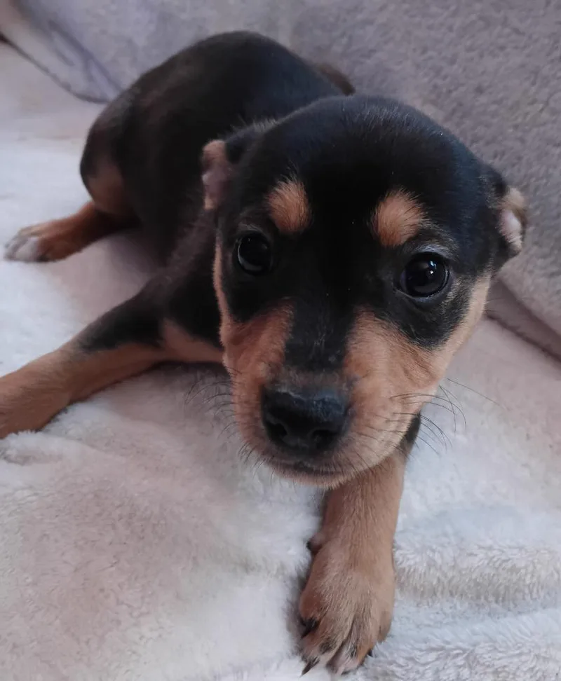 Rosetta $ thumbnail 3