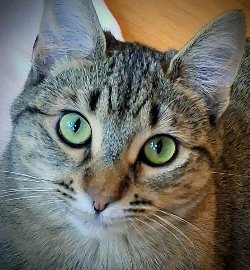 A young medium-sized female Tabby (Buff / Tan / Fawn) Tabby cat named Leoni for adoption in Bow, WA