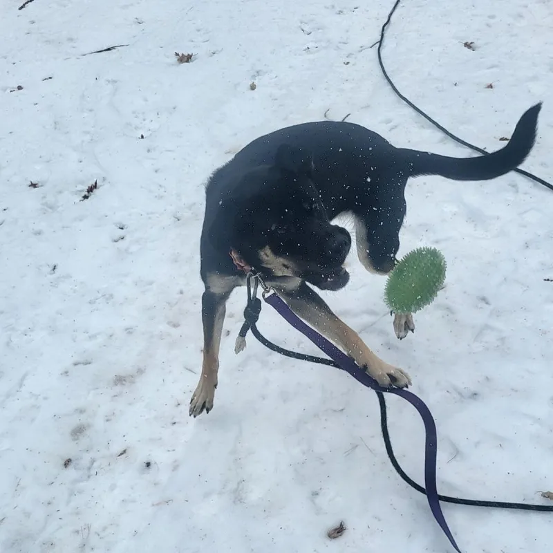 Bailey D thumbnail 3