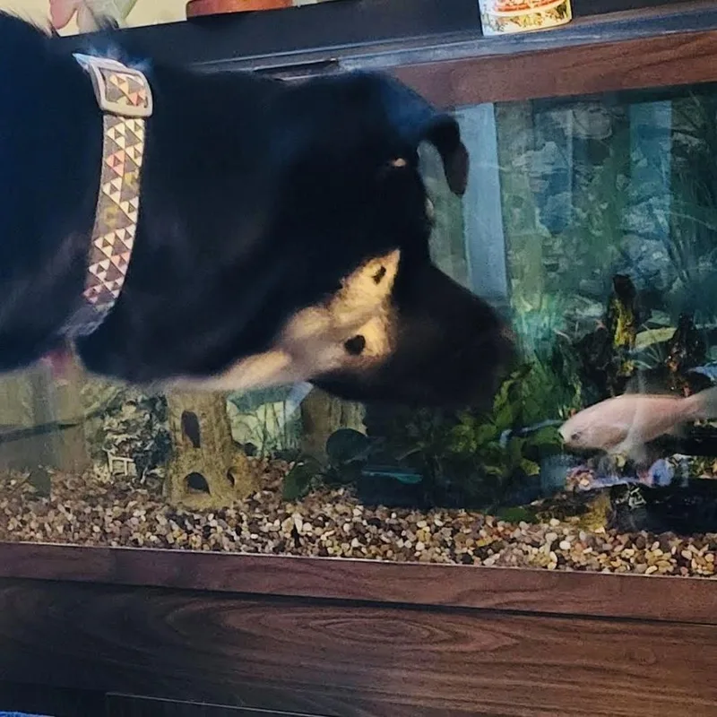 Bailey D thumbnail 4