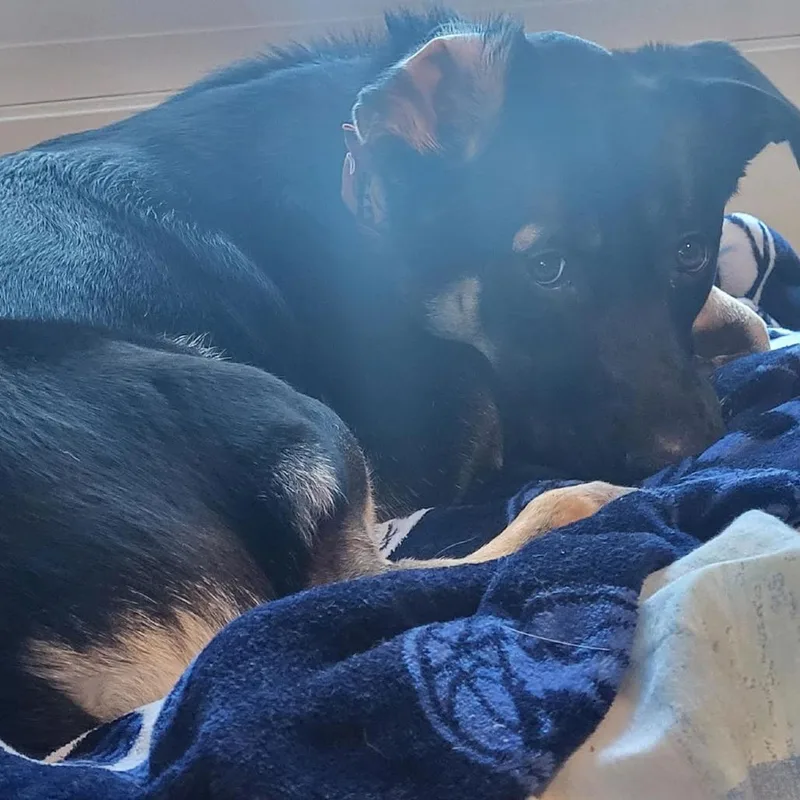 Bailey D thumbnail 6