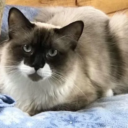 Dakota C thumbnail 2