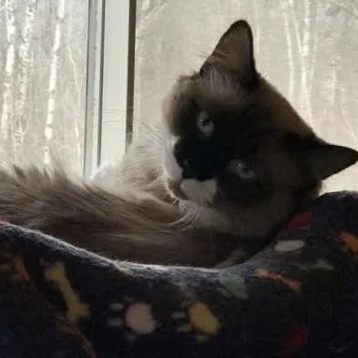 Dakota C thumbnail 3