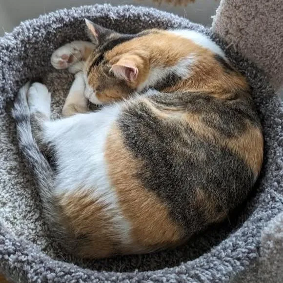 Caleigh C thumbnail 2