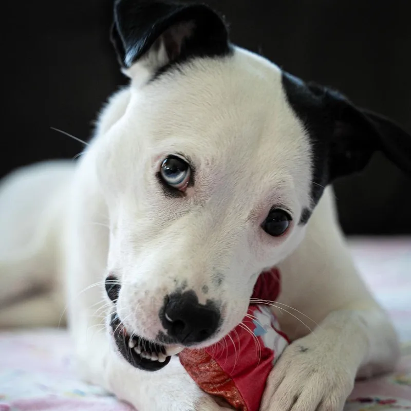 Caliente D thumbnail 2