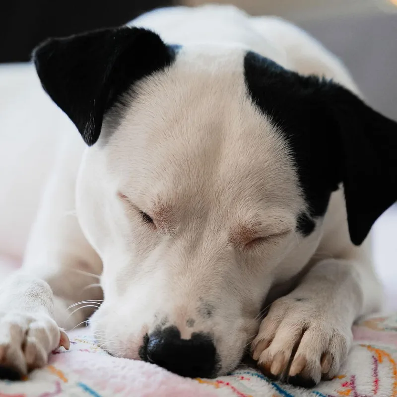 Caliente D thumbnail 3