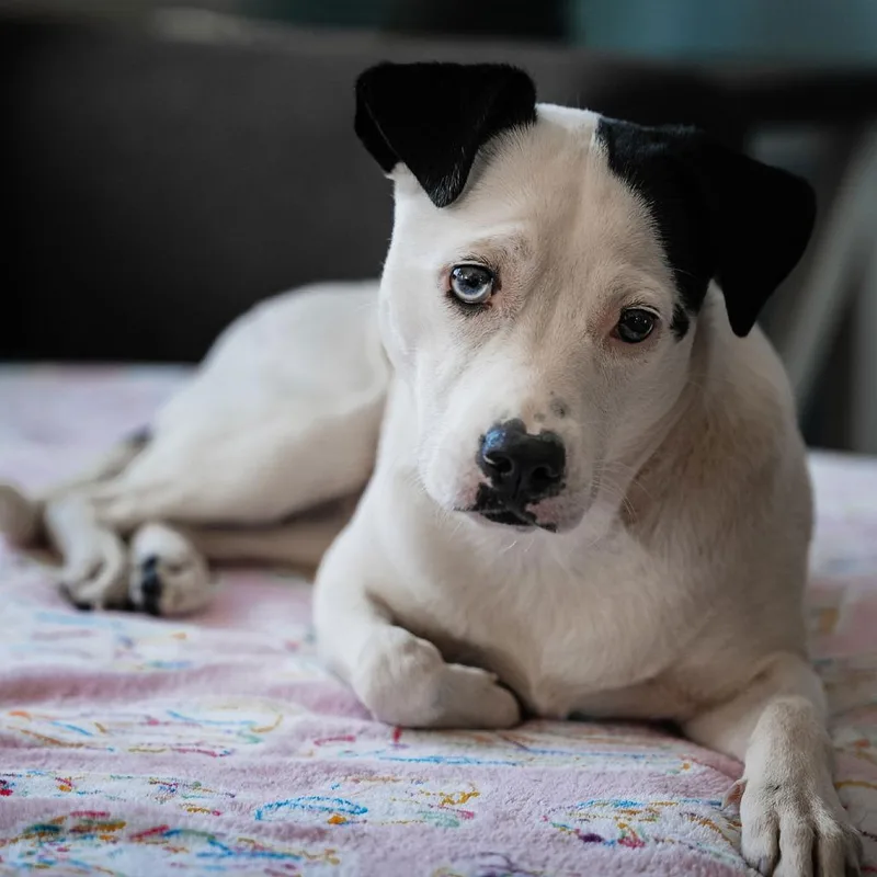 Caliente D thumbnail 4