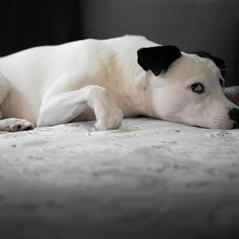 Caliente D thumbnail 6