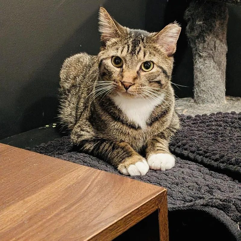 Lucky Louie C thumbnail 2