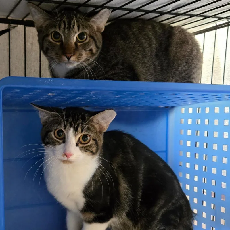 Lucky Louie C thumbnail 3