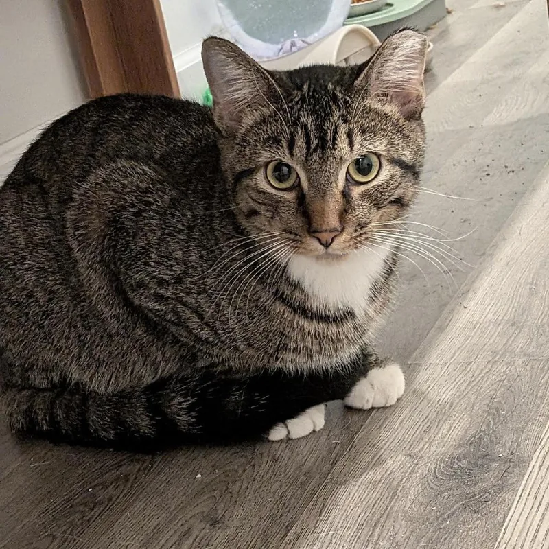 Lucky Louie C thumbnail 4