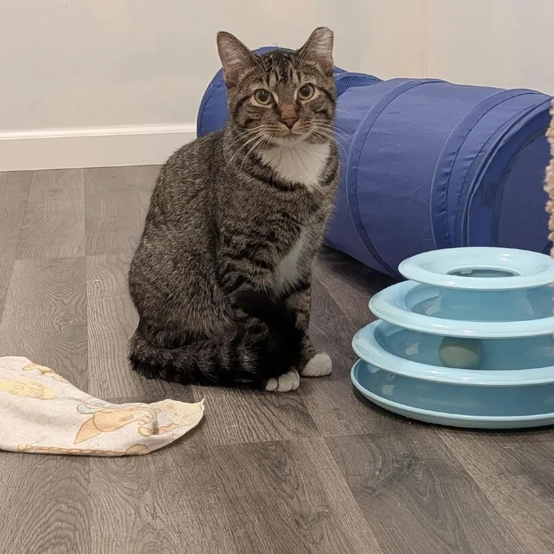 Lucky Louie C thumbnail 5