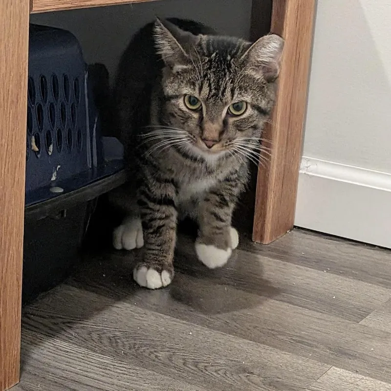 Lucky Louie C thumbnail 6