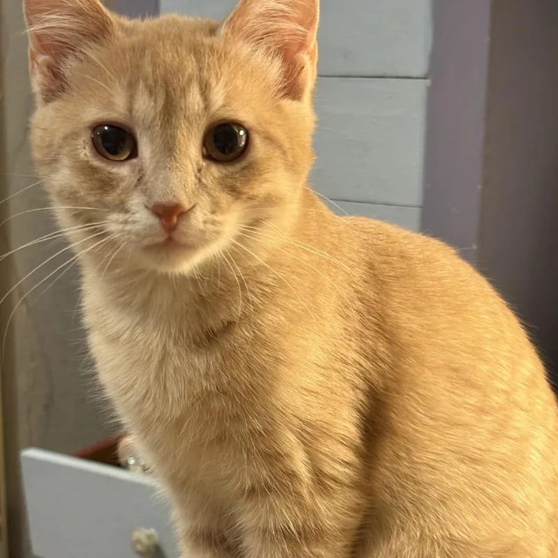 Macaroon C thumbnail 2