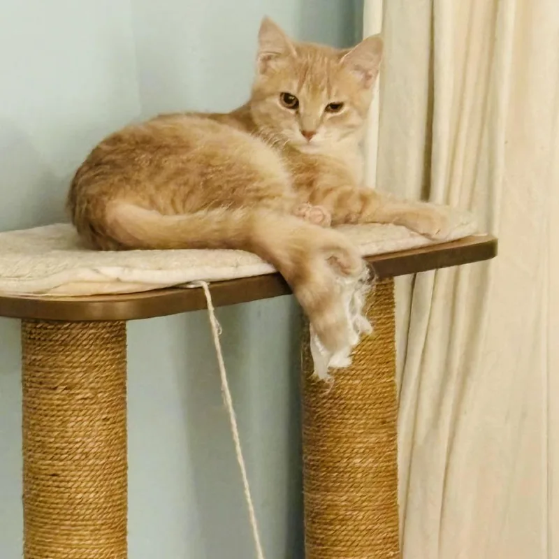 Macaroon C thumbnail 3