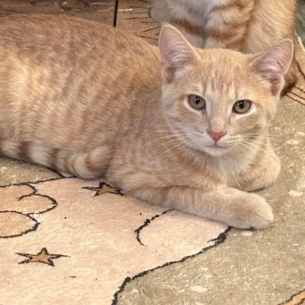 Macaroon C thumbnail 4