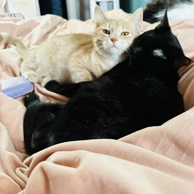 Macaroon C thumbnail 5