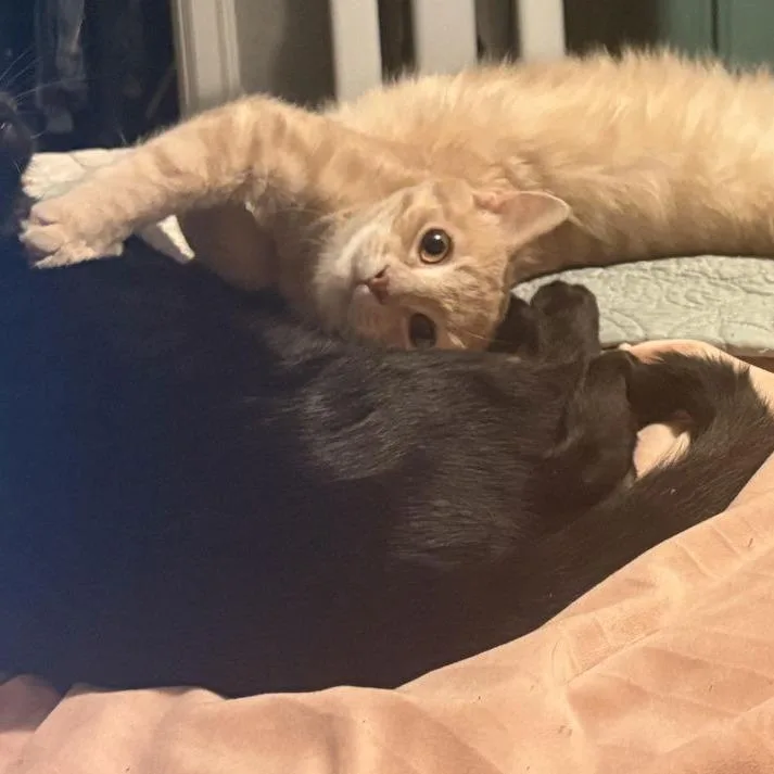 Macaroon C thumbnail 6