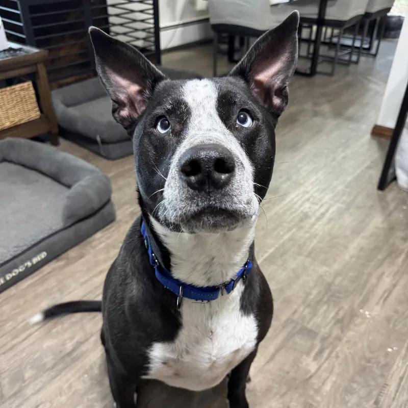 Goliath D thumbnail 2