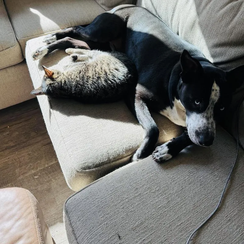 Goliath D thumbnail 3