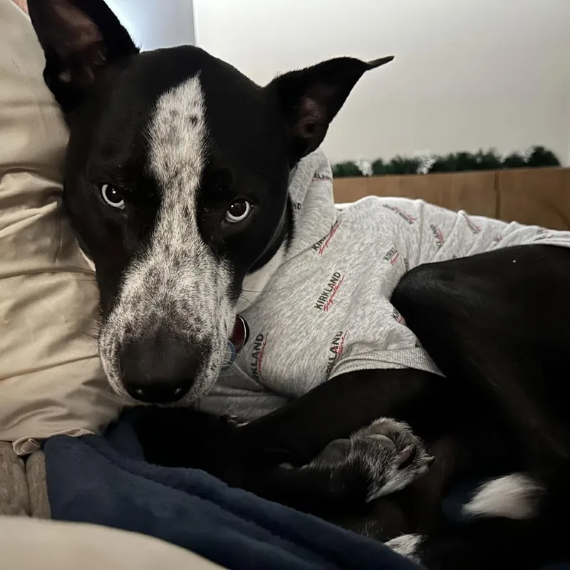 Goliath D thumbnail 4