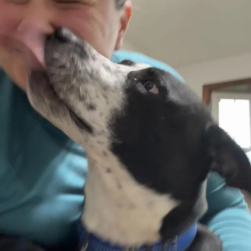 Goliath D thumbnail 5