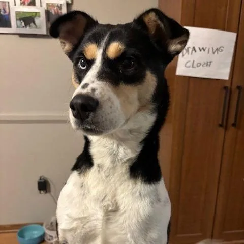 Scarletta D thumbnail 2