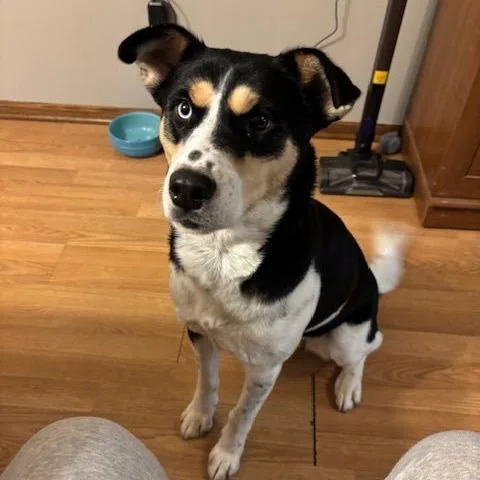 Scarletta D thumbnail 3