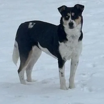 Scarletta D thumbnail 4