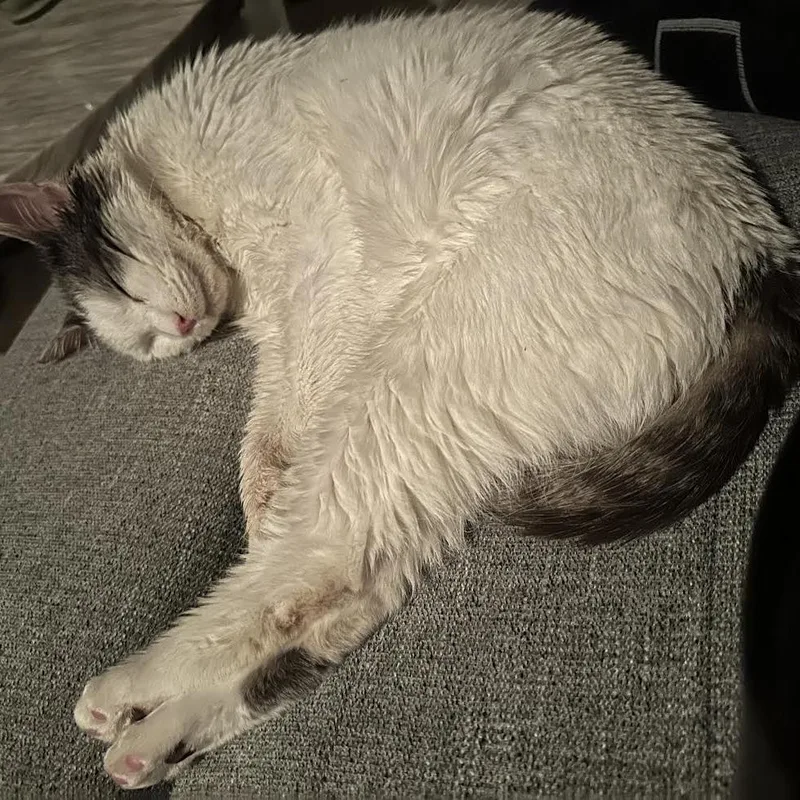 Shrimp C thumbnail 2