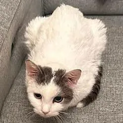 Shrimp C thumbnail 3