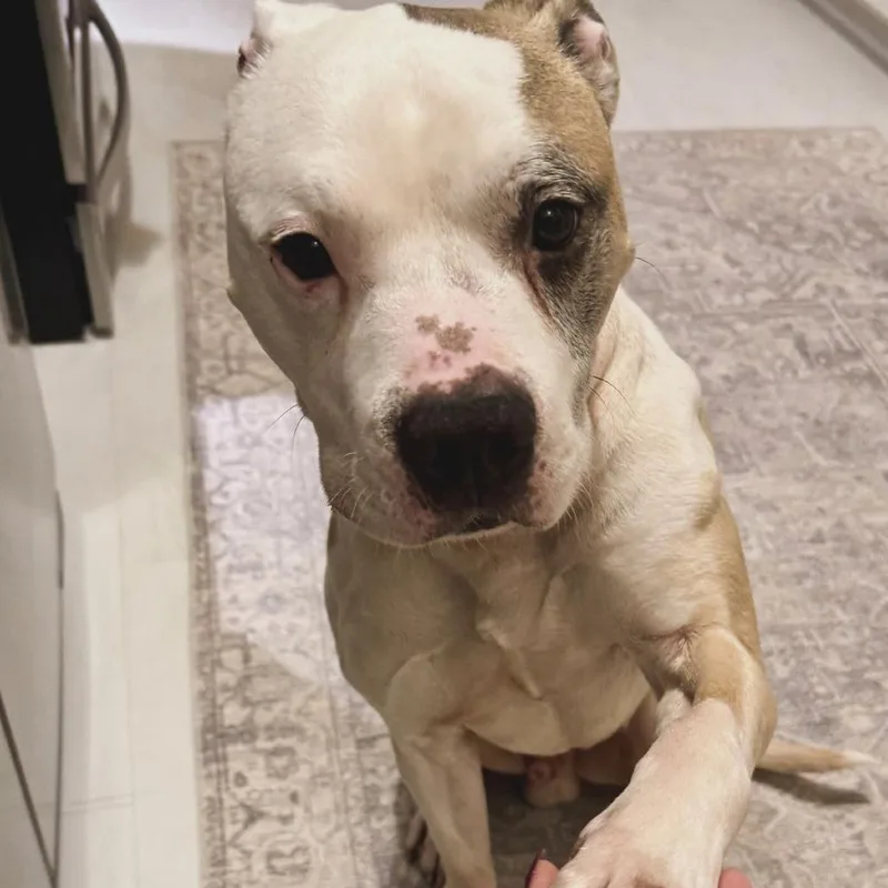 Chase N. Tail  thumbnail 2