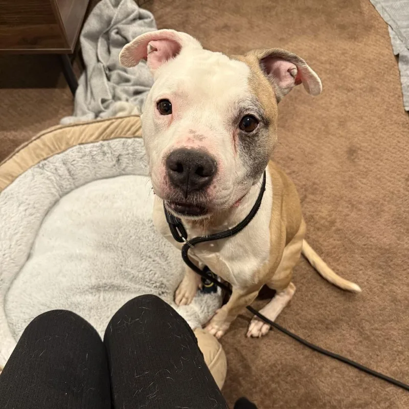 Chase N. Tail  thumbnail 4