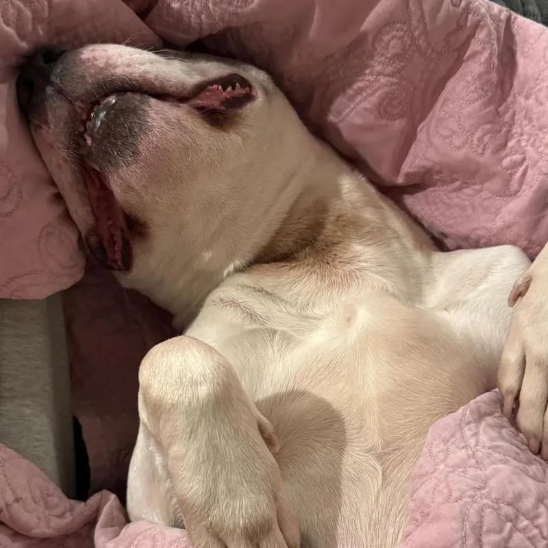 Chase N. Tail  thumbnail 5