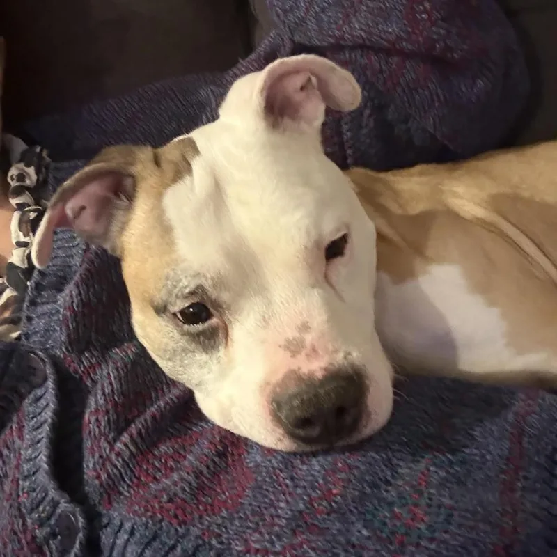 Chase N. Tail  thumbnail 6