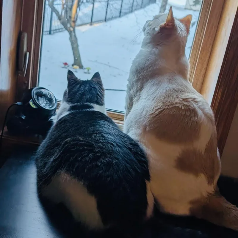 Cheeto C thumbnail 2