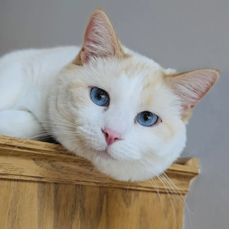 Cheeto C thumbnail 3